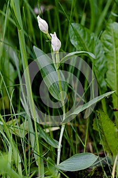 Close-up photo of rare orchid in the natural environment.