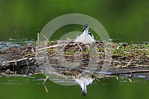 Close-up photo of a rare wader with a long thin beak curved upwards on nest with eggs.