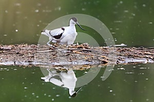 Close-up photo of a rare wader with a long thin beak curved upwards on nest with eggs.