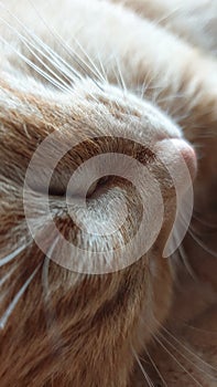 Close-up photo of readhead cat with long antennae