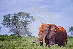 Close up photo of red African elephant in Africa. It is a wildlife photo of Tsavo East National park, Kenya.