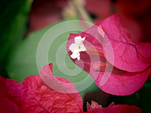 A close up photo of red Bougenville flower