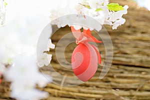 Close-up photo of red Easter egg hanging on a branch of a blossoming apple tree during traditional egg hunt. Party for children in