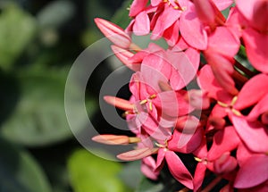 A close up photo of red ixora flowers and buds