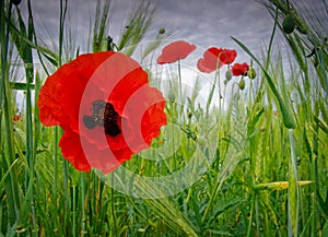 Close up photo of red poppies
