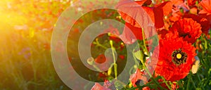 Close up photo of red poppies in summer countryside