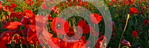 Close up photo of red poppies in summer countryside