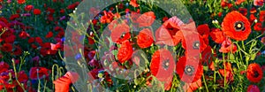 Close up photo of red poppies in summer countryside