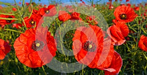 Close up photo of red poppies in summer countryside