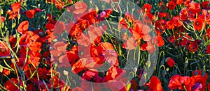 Close up photo of red poppies in summer countryside