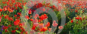 Close up photo of red poppies in summer countryside