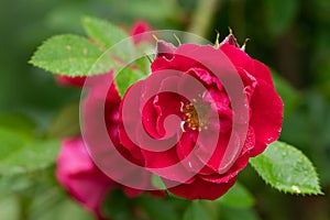 Close up photo of red rose in soft focus and with rain drops