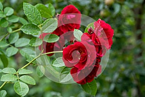 Close up photo of red roses in soft focus and with rain drops