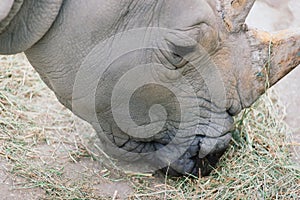 Close up photo of a rhino, big old rhinoceros