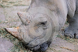 Close up photo of a rhino, big old rhinoceros