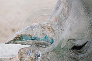 Close up photo of a rhino, big old rhinoceros