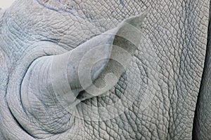 Close up photo of a rhino, big old rhinoceros