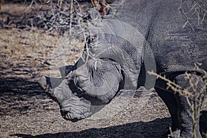 A close up photo of rhino, rhinoceros head in Senegal, Africa. It is wildlife animals photo in safari. His horn is cut off