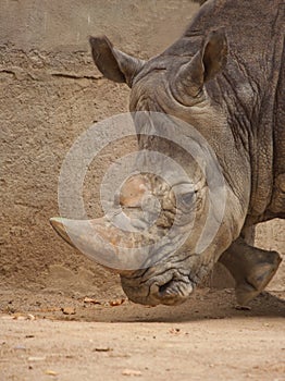 A close up photo of a rhino's face,horn and eye