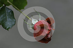 Close up photo of rose bud.