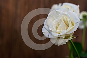 Close-up photo of a rose flower with white petals on a wooden background on the right. Left space for text on wooden background