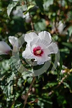 Close up photo of Rose of Sharon (Hibiscus syriacus ) flower in nature garden