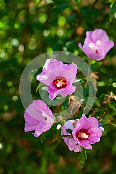 Close up photo of Rose of Sharon (Hibiscus syriacus ) flower in nature garden