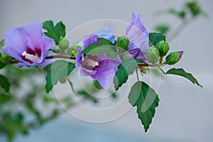 Close up photo of Rose of Sharon (Hibiscus syriacus ) flower in nature garden