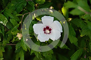 Close up photo of Rose of Sharon (Hibiscus syriacus ) flower in nature garden