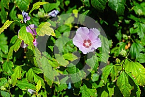 Close up photo of Rose of Sharon (Hibiscus syriacus ) flower in nature garden