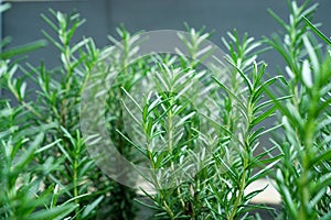 Rosemary herb and spice plants close up leaf photos