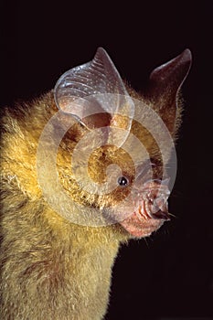 Close up photo of roundleaf bat