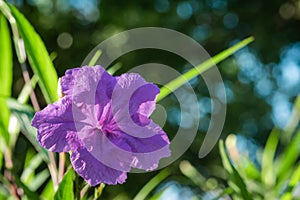 Close up photo of Ruellia simplex with blurred background