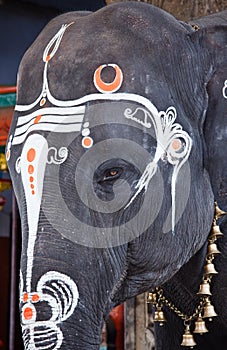 Close up photo of sacred elephant eye