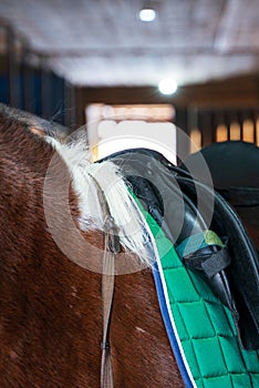 Close up photo of a saddled horse