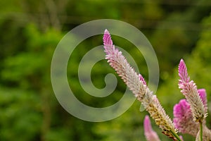 Close up photo and selective focus of cockscomb flamingo feather