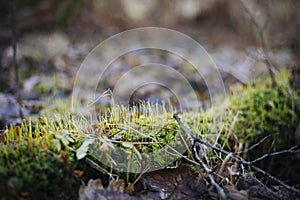 Close up photo with selective focus of green moss on tree root