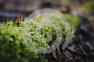 Close up photo with selective focus of green moss on tree root