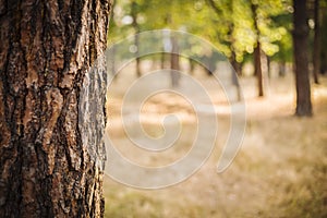 Close up photo  with selective focus of rough tree trunk and blurred sunny park