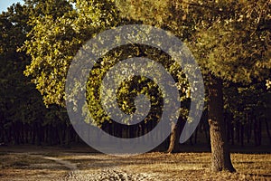 Close up photo  with selective focus of rough tree trunk and blurred sunny park