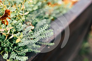 Close up photo with selective focus of tiny decorative plant in wooden flower bed