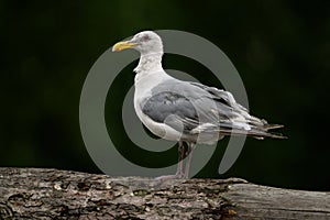 Close up photo with shallow depth of field of a glaucous-winged gull standing on a driftwood at the seaside