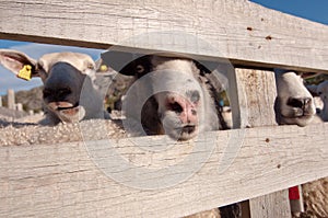 Close-up photo of the sheeps muzzles