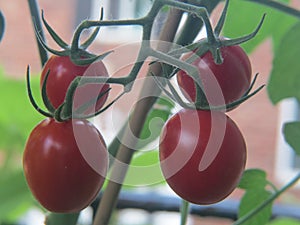 Grape tomatoes come to fruition on the vine in a garden