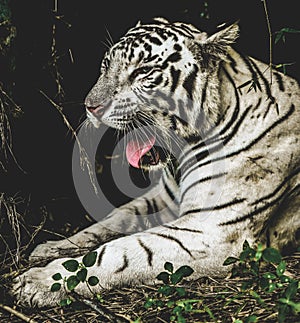 A close up photograph of a Royal, White Bengal Tiger photo