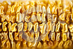 Close-up photo of shrivel dry corn cob