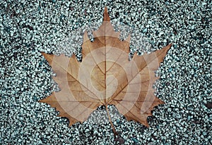 Close-up photo of a single autumn leaf resting on the ground
