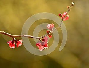 A close-up photo of a single branch of Camellia with bright red flowers Camellia Japonica, Theaceae family.