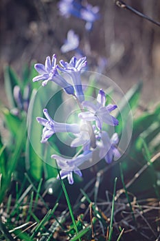 Close up photo of a single violet blue hyacinth flower in the forest