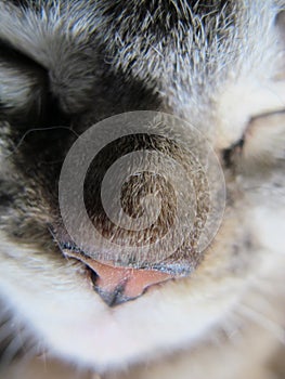 Close-up photo of a sleeping grey cat